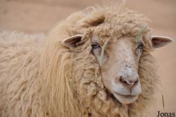 Mouton Navajo-Churro
