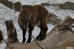 Tierpark Dählhölzli