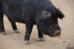 Cochon de Guinée