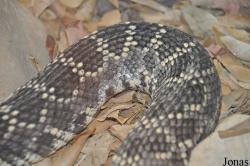 Crotalus oreganus helleri