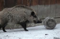 Tierpark Dählhölzli
