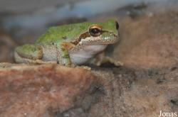 Pseudacris regilla