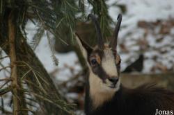 Tierpark Dählhölzli