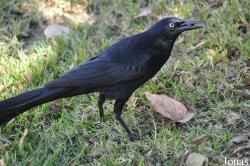 Quiscalus mexicanus
