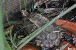 Behler Chelonian Center (P)