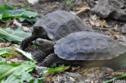 Behler Chelonian Center (P)