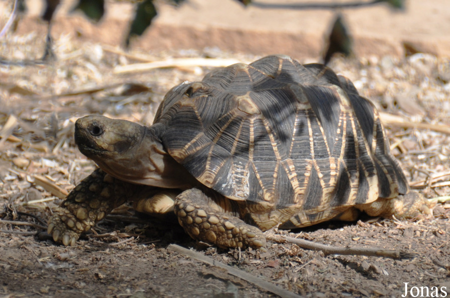 Behler Chelonian Center (P)