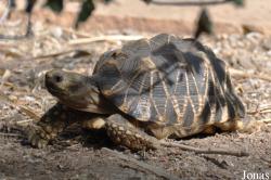 Behler Chelonian Center (P)