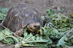Behler Chelonian Center (P)