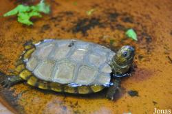 Behler Chelonian Center (P)