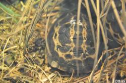 Behler Chelonian Center (P)