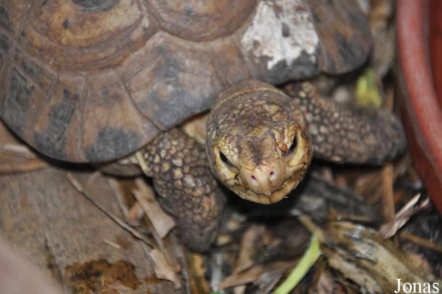 Behler Chelonian Center (P)