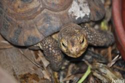 Behler Chelonian Center (P)