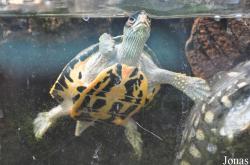 Behler Chelonian Center (P)