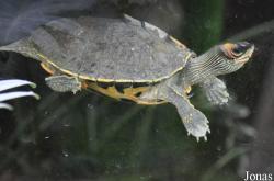 Pangshura tecta