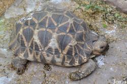 Behler Chelonian Center (P)