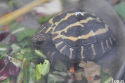 Behler Chelonian Center (P)