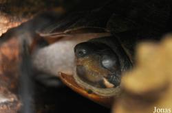 Siebenrockiella leytensis