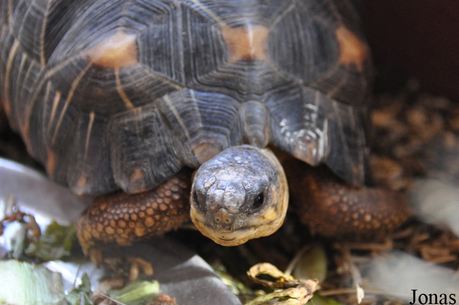 Behler Chelonian Center (P)