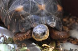 Behler Chelonian Center (P)