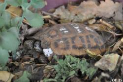 Behler Chelonian Center (P)