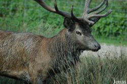 Cervus elaphus hippelaphus