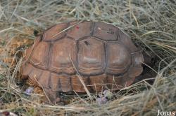 Behler Chelonian Center (P)