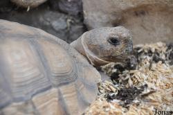Behler Chelonian Center (P)