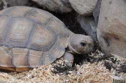 Behler Chelonian Center (P)