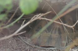 Behler Chelonian Center (P)