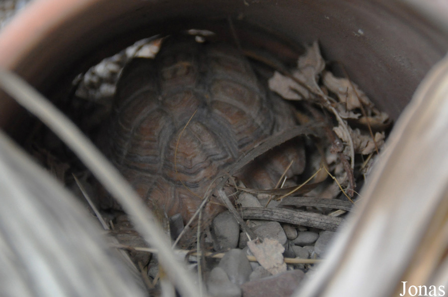 Behler Chelonian Center (P)