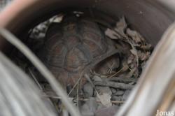 Behler Chelonian Center (P)
