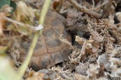 Behler Chelonian Center (P)