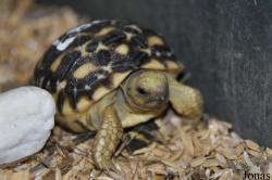 Behler Chelonian Center (P)