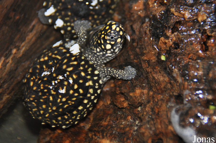 Behler Chelonian Center (P)