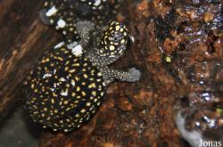 Behler Chelonian Center (P)