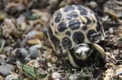 Behler Chelonian Center (P)