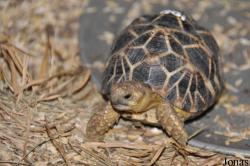 Behler Chelonian Center (P)