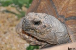 Behler Chelonian Center (P)