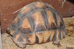 Behler Chelonian Center (P)
