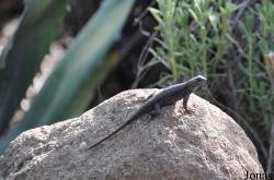 Sceloporus occidentalis bocourtii