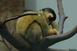 Saimiri boliviensis