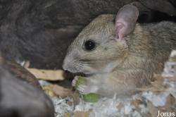 Neotoma albigula