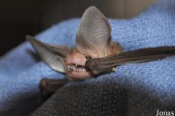 Antrozous pallidus