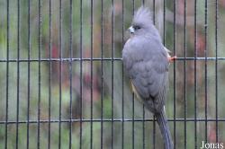 Shadow Hills Zoological Park (P)