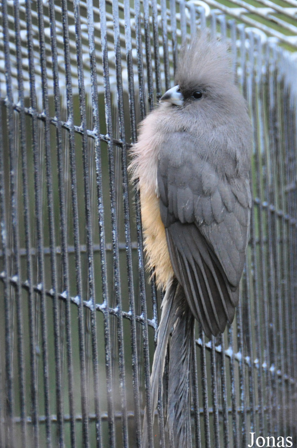 Shadow Hills Zoological Park (P)