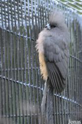 Shadow Hills Zoological Park (P)