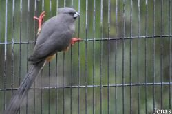 Shadow Hills Zoological Park (P)