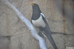 Los Angeles Zoo