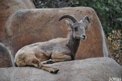 Los Angeles Zoo